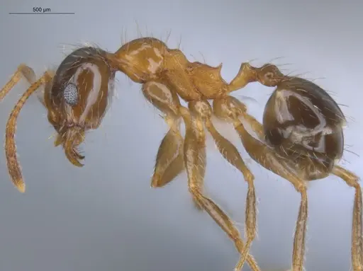 Pheidole indica specimen ECOFOG-BOUM-0155-01 image ecofog-boum-0155-01_3
