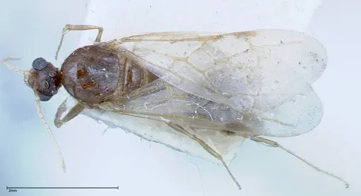 Pheidole indica specimen FOCOL0234 image focol0234_1