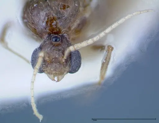 Pheidole indica specimen FOCOL0234 image focol0234_2