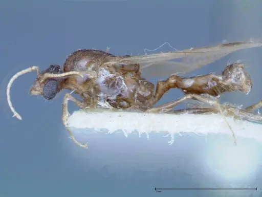 Pheidole indica specimen FOCOL0234 image focol0234_3