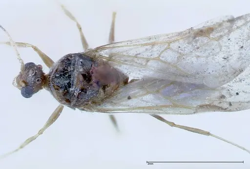 Pheidole indica specimen FOCOL0235 image focol0235_1