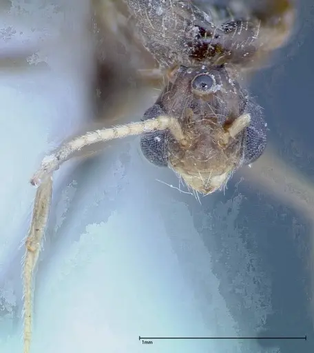 Pheidole indica specimen FOCOL0235 image focol0235_2