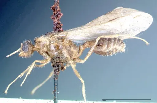 Pheidole indica specimen FOCOL0235 image focol0235_3
