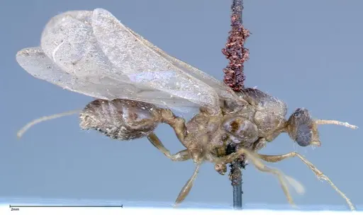 Pheidole indica specimen FOCOL0235 image focol0235_4