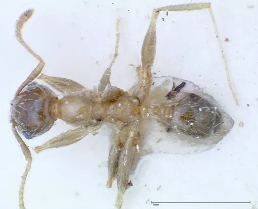 Pheidole indica specimen FOCOL0236 image focol0236_1