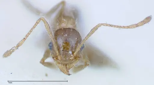 Pheidole indica specimen FOCOL0236 image focol0236_2