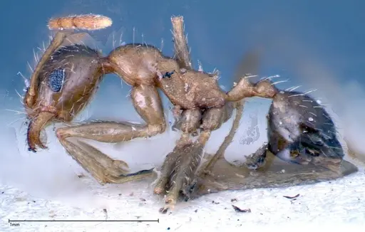 Pheidole indica specimen FOCOL0236 image focol0236_3