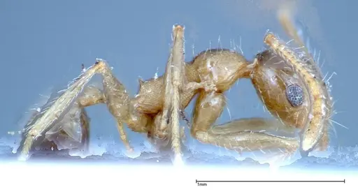 Pheidole indica specimen FOCOL0236 image focol0236_4