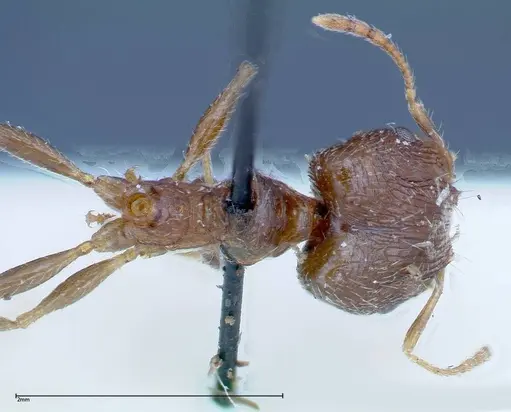 Pheidole indica specimen FOCOL0237 image focol0237_1