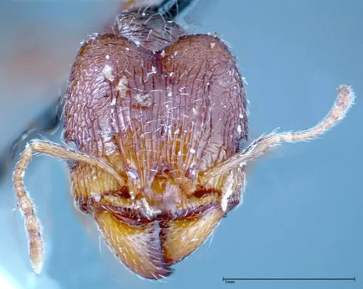 Pheidole indica specimen FOCOL0237 image focol0237_2