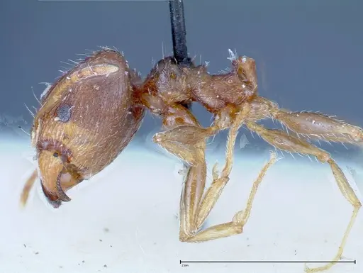 Pheidole indica specimen FOCOL0237 image focol0237_3