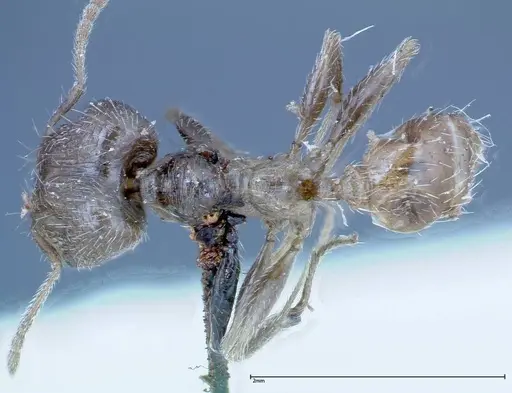 Pheidole indica specimen FOCOL0238 image focol0238_1