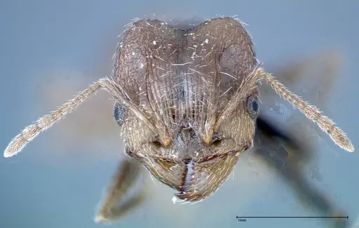 Pheidole indica specimen FOCOL0238 image focol0238_2