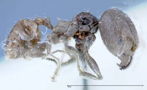 Pheidole indica specimen FOCOL0238 image focol0238_3