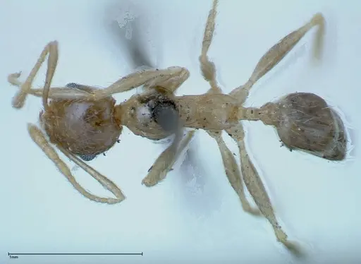 Pheidole indica specimen FOCOL0240 image focol0240_1