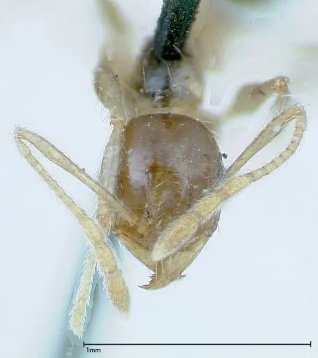 Pheidole indica specimen FOCOL0240 image focol0240_2