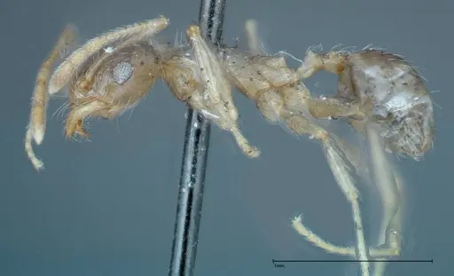 Pheidole indica specimen FOCOL0240 image focol0240_3