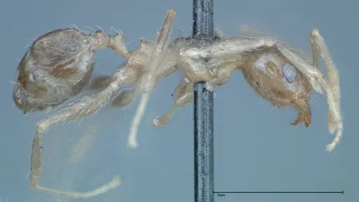 Pheidole indica specimen FOCOL0240 image focol0240_4