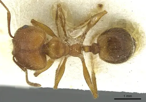 Pheidole industa specimen CASENT0913428 image casent0913428_1