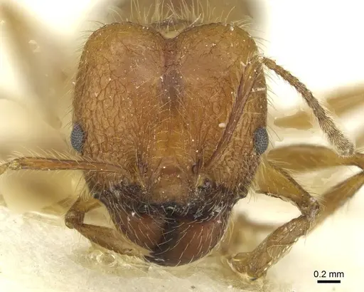 Pheidole industa specimen CASENT0913428 image casent0913428_2