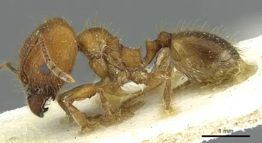 Pheidole industa specimen CASENT0913428 image casent0913428_3