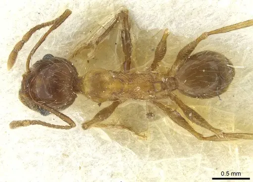 Pheidole industa specimen CASENT0913429 image casent0913429_1
