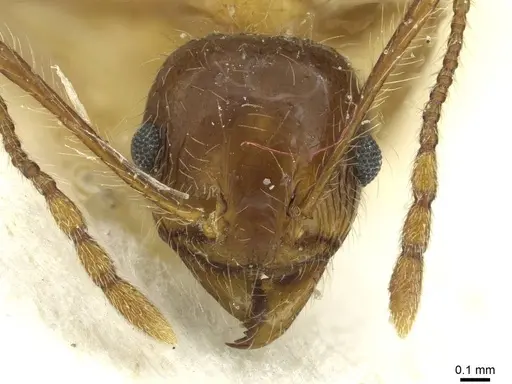 Pheidole industa specimen CASENT0913429 image casent0913429_2