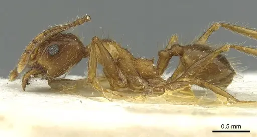 Pheidole industa specimen CASENT0913429 image casent0913429_3