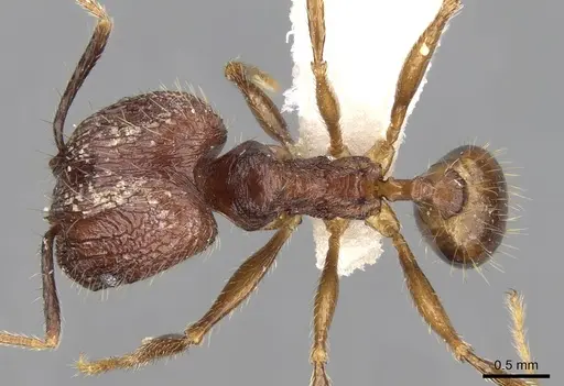 Pheidole innotata specimen CASENT0281670 image casent0281670_1