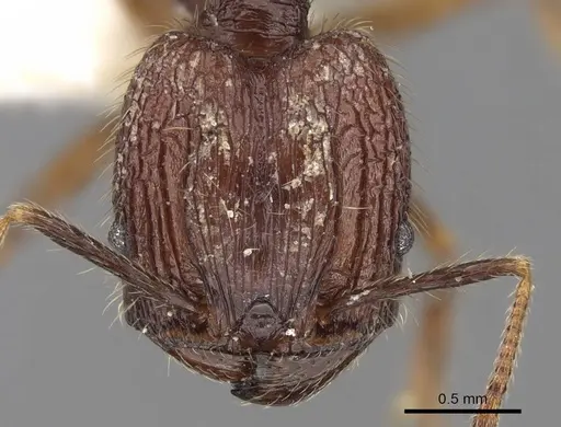 Pheidole innotata specimen CASENT0281670 image casent0281670_2