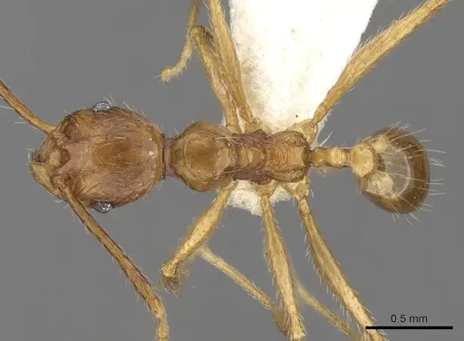 Pheidole innotata specimen CASENT0281671 image casent0281671_1