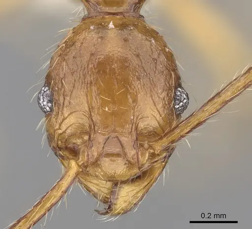 Pheidole innotata specimen CASENT0281671 image casent0281671_2
