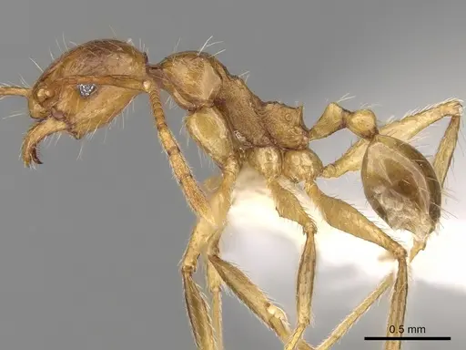 Pheidole innotata specimen CASENT0281671 image casent0281671_3