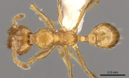 Pheidole innotata specimen CASENT0901630 image casent0901630_1