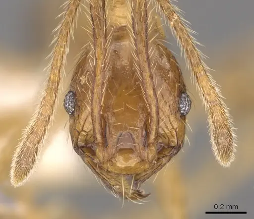 Pheidole innotata specimen CASENT0901630 image casent0901630_2