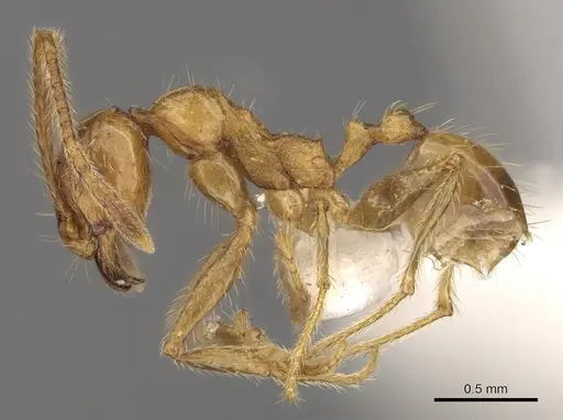 Pheidole innotata specimen CASENT0901630 image casent0901630_3
