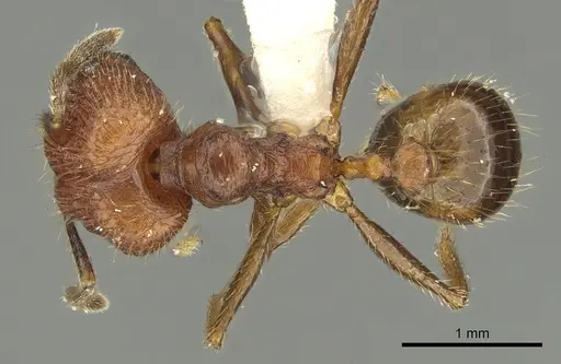 Pheidole innotata specimen CASENT0901631 image casent0901631_1