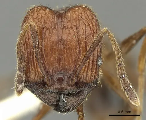 Pheidole innotata specimen CASENT0901631 image casent0901631_2