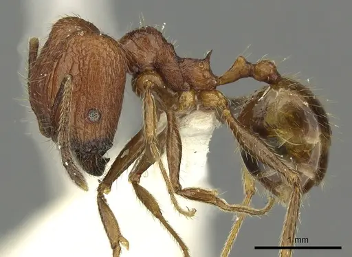 Pheidole innotata specimen CASENT0901631 image casent0901631_3