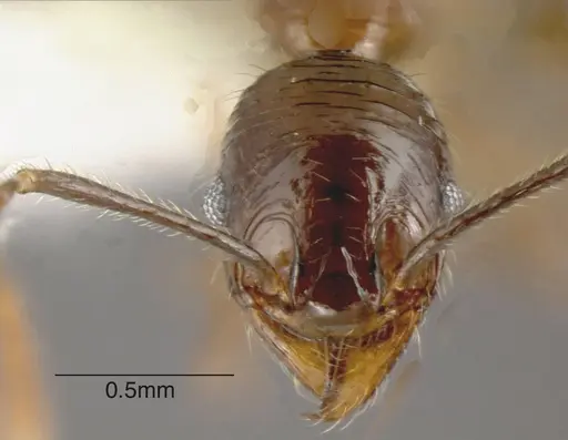 Pheidole innupta specimen CASENT0635479 image casent0635479_1