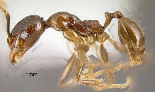 Pheidole innupta specimen CASENT0635479 image casent0635479_2
