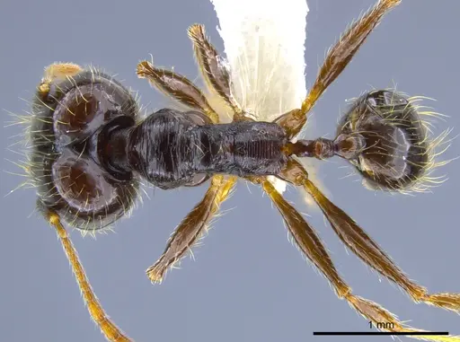 Pheidole innupta specimen CASENT0637154 image casent0637154_1