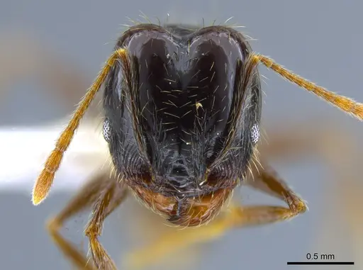 Pheidole innupta specimen CASENT0637154 image casent0637154_2