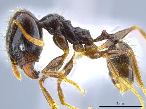 Pheidole innupta specimen CASENT0637154 image casent0637154_3