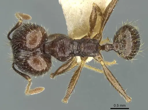 Pheidole innupta specimen CASENT0913343 image casent0913343_1