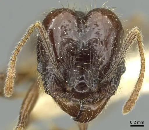 Pheidole innupta specimen CASENT0913343 image casent0913343_2