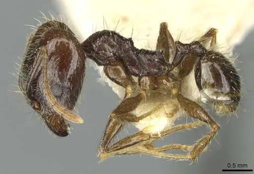 Pheidole innupta specimen CASENT0913343 image casent0913343_3