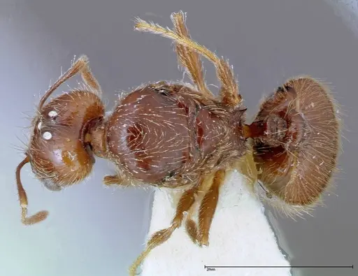 Pheidole innupta specimen FOCOL0253-1 image focol0253-1_1