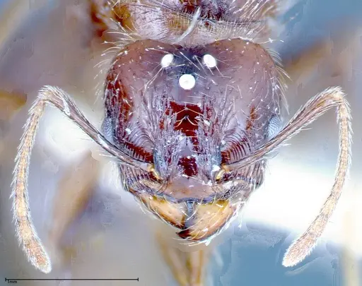 Pheidole innupta specimen FOCOL0253-1 image focol0253-1_2