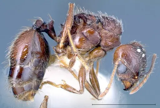 Pheidole innupta specimen FOCOL0253-1 image focol0253-1_3